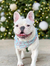    The-Paws-bandana-pour-chien-candyland-bleu