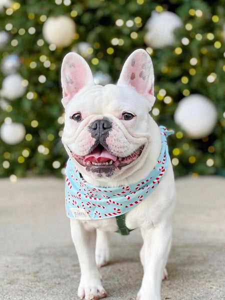    The-Paws-bandana-pour-chien-candyland-bleu