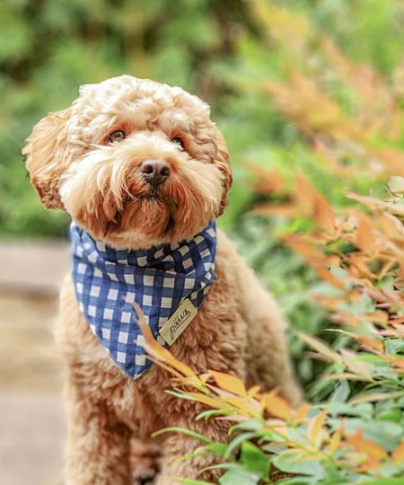    The-Paws-bandana-pour-chien-carreau-bleu