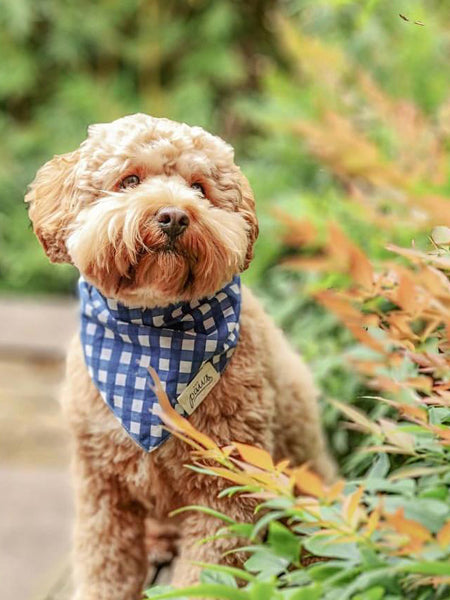    The-Paws-bandana-pour-chien-carreau-bleu