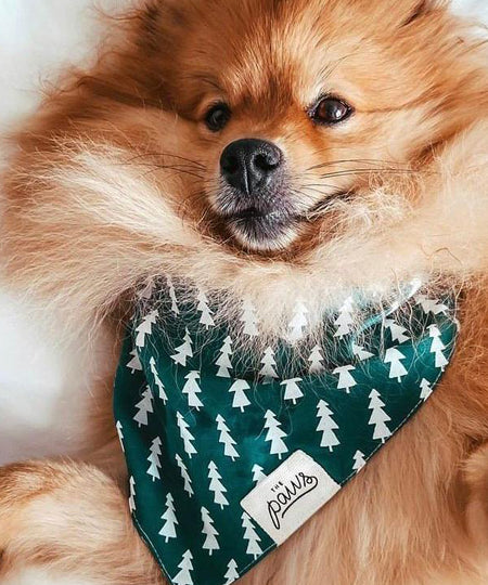    The-Paws-bandana-pour-chien-forest