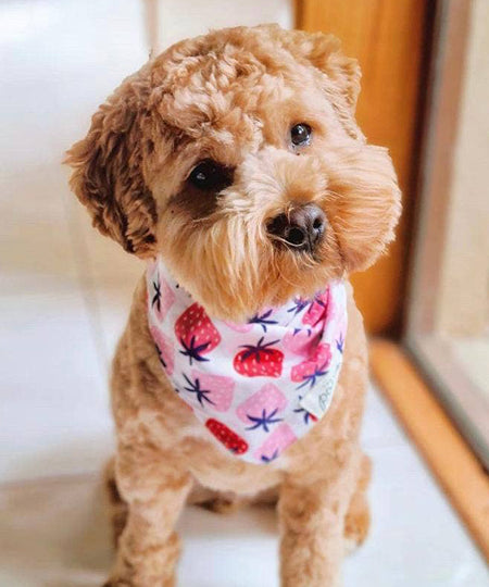     The-Paws-bandana-pour-chien-fraise