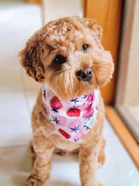     The-Paws-bandana-pour-chien-fraise