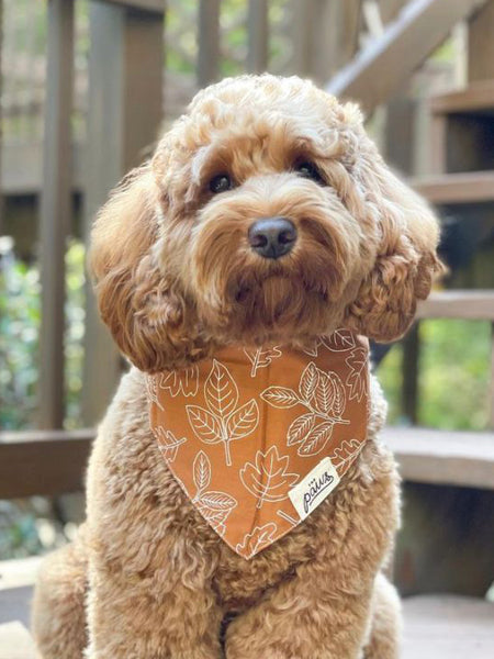     The-Paws-bandana-pour-chien-true-north