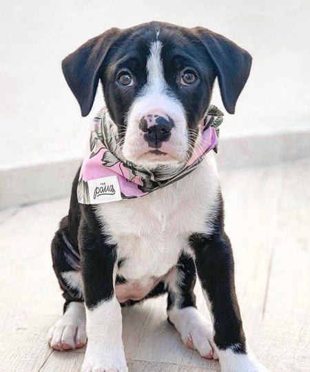 The-Paws-bandana-pour-chien-splash-of-pink