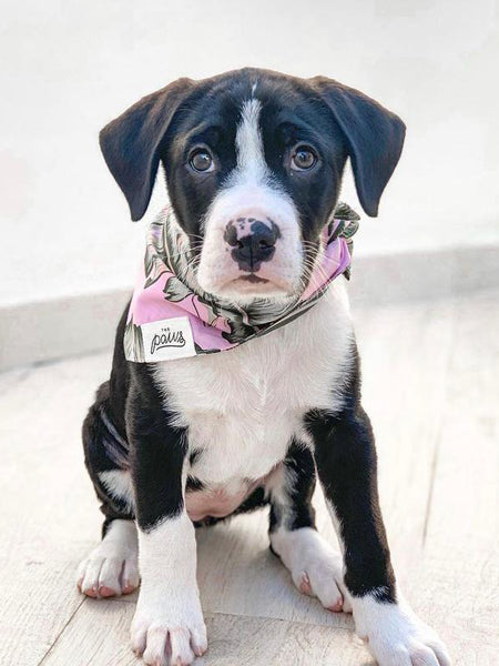 The-Paws-bandana-pour-chien-splash-of-pink