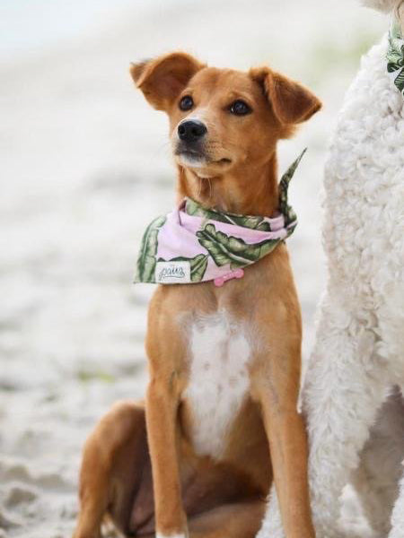 The-Paws-bandana-pour-chien-splash-of-pink