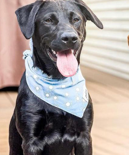 The-Paws-bandana-pour-chien-sunday