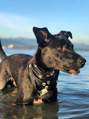 The-Paws-bandana-pour-chien-tete-de-mort-