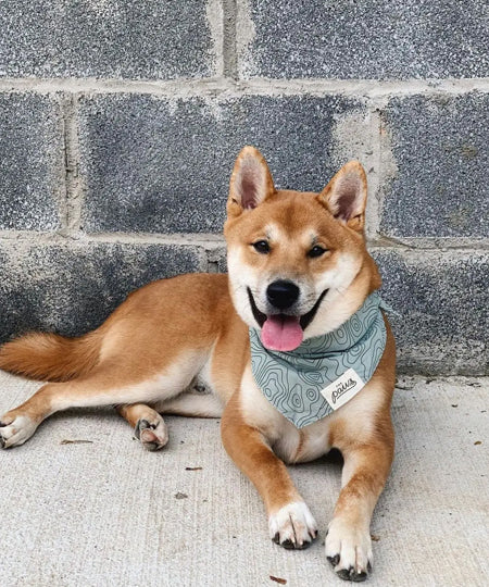     The-Paws-bandana-pour-chien-trail