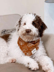     The-Paws-bandana-pour-chien-true-north