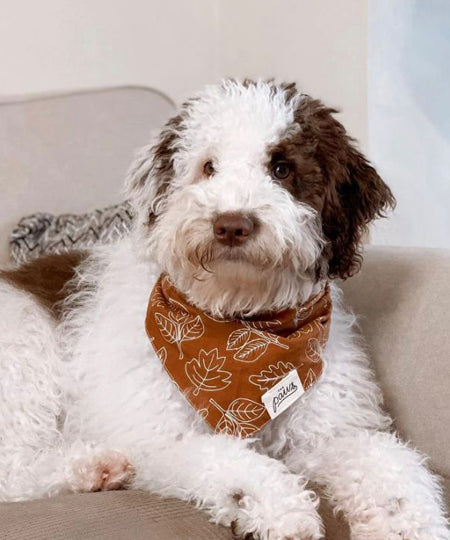     The-Paws-bandana-pour-chien-true-north