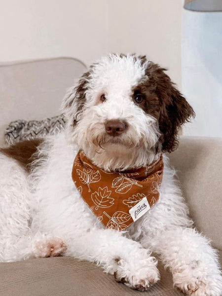     The-Paws-bandana-pour-chien-true-north