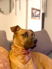     The-Paws-bandana-pour-chien-true-north