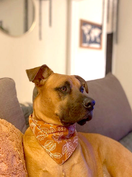     The-Paws-bandana-pour-chien-true-north
