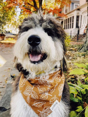     The-Paws-bandana-pour-chien-true-north