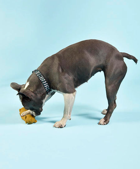    United-pets-jouet-latex-chien-PIGS-Wursty