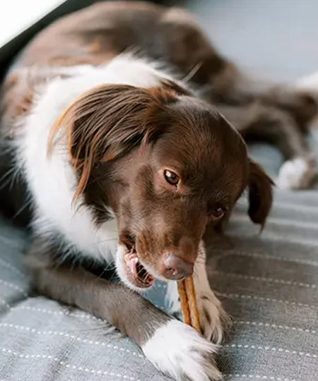     Whimzees-friandises-batonnet-stick-pour-chien-Stix