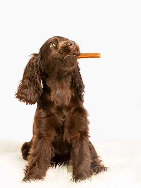       Whimzees-friandises-stitck-puppy-pour-chiots