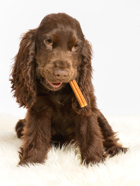    Whimzees-friandises-stitck-puppy-pour-chiots-m