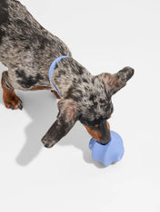        Wild-one-accessoire-chien-design-balle-twist-toss-bleu-clair