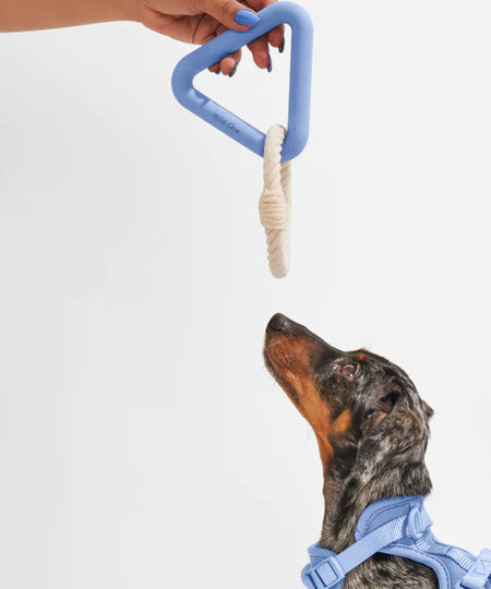        Wild-one-accessoire-chien-design-triangle-tug-bleu-clair