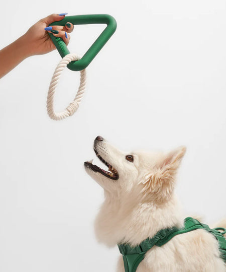       Wild-one-accessoire-chien-design-triangle-tug-vert