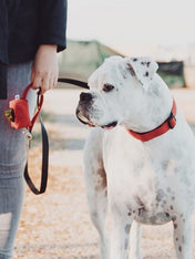Wildebeest-collier-de-qualite-pour-chien-rougeWildebeest-collier-de-qualite-pour-chien-rouge