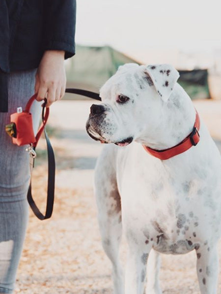 Wildebeest-collier-de-qualite-pour-chien-rougeWildebeest-collier-de-qualite-pour-chien-rouge