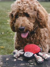        becopets-jouet-ecologique-pour-chien-araignee