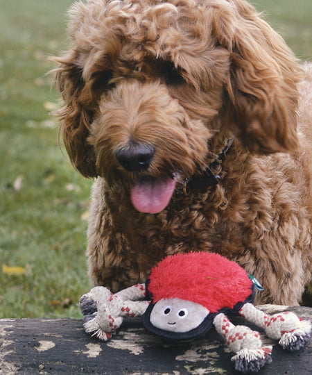        becopets-jouet-ecologique-pour-chien-araignee
