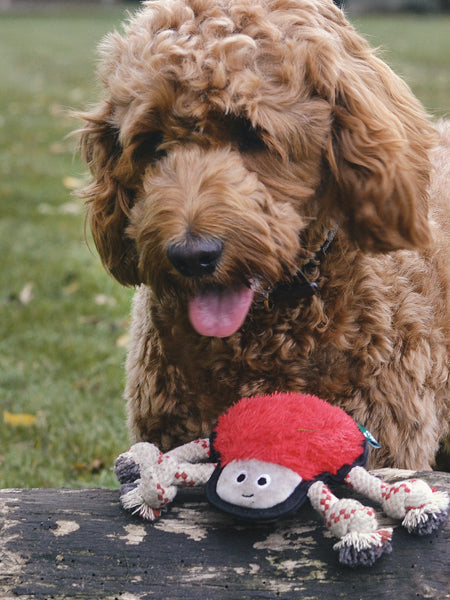        becopets-jouet-ecologique-pour-chien-araignee