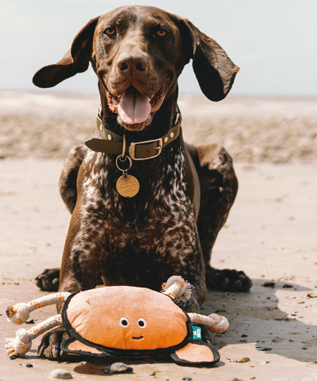    becopets-jouet-ecologique-pour-chien-crabe