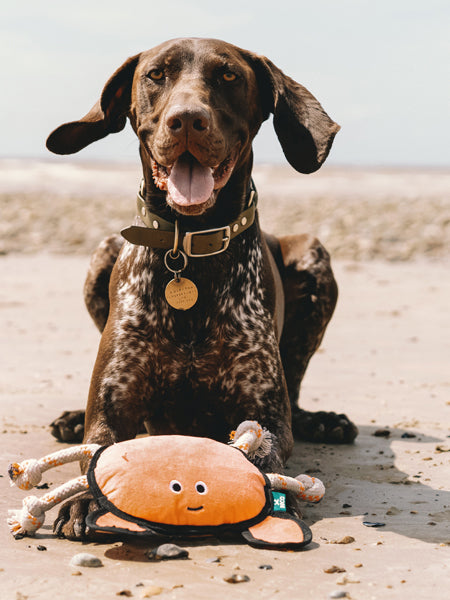    becopets-jouet-ecologique-pour-chien-crabe