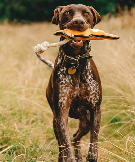       becopets-jouet-ecologique-pour-chien-kangourou