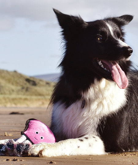    becopets-jouet-ecologique-pour-chien-pieuvre