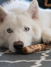    bois-olivier-naturel-a-macher-pour-chien-mastication
