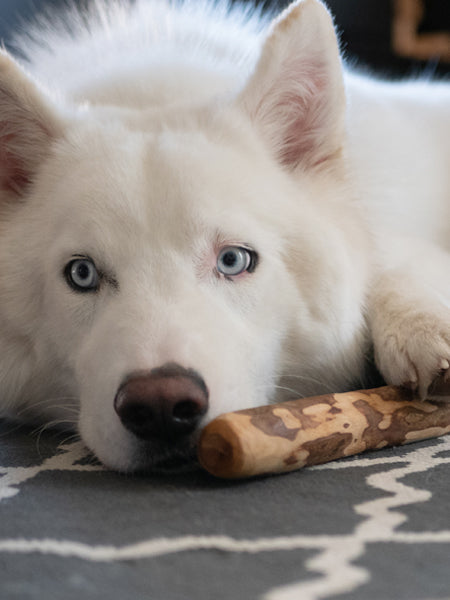    bois-olivier-naturel-a-macher-pour-chien-mastication