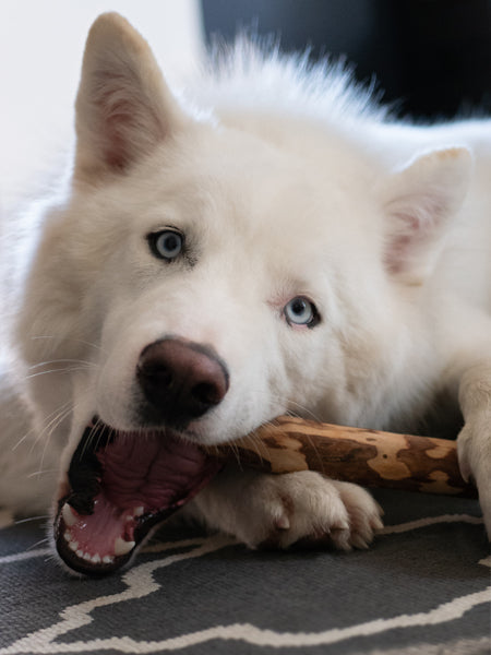    bois-olivier-naturel-a-macher-pour-chien-mastication