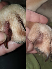     dexter-et-mango-soins-pour-chien-miraculeux