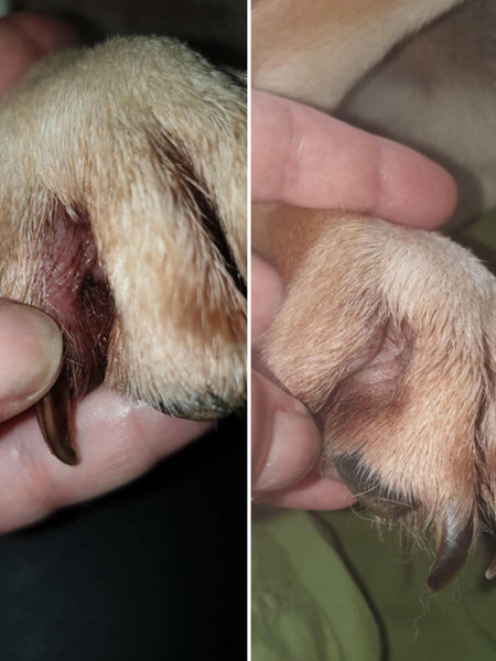     dexter-et-mango-soins-pour-chien-miraculeux