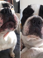     dexter-et-mango-soins-pour-chien-peau-de-peche