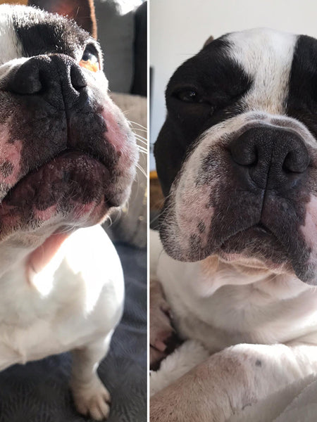     dexter-et-mango-soins-pour-chien-peau-de-peche