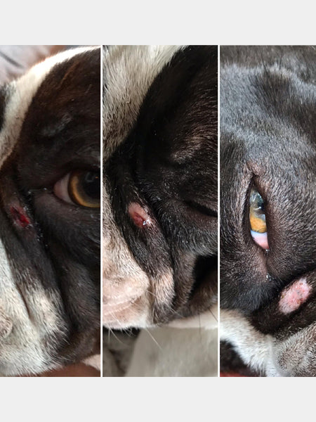     dexter-et-mango-soins-pour-chien-peau-de-peche