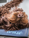        henry-wag-tapis-raffraichissant-coolingmat-pour-chien