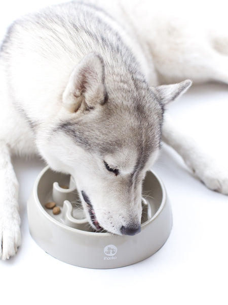 inooko-gamelle-anti-glouton-pour-grand-chien