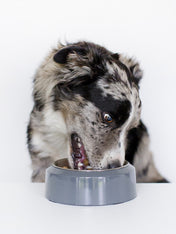 inooko-gamelle-originale-pour-chien
