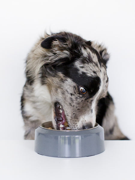 inooko-gamelle-originale-pour-chien