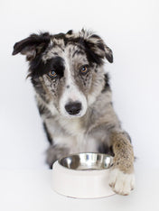 inooko-gamelle-design-pour-chien
