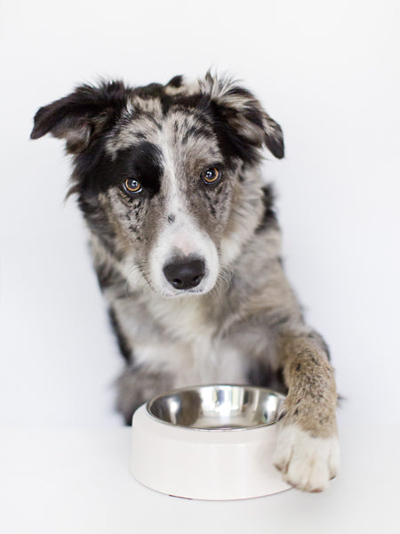 inooko-gamelle-design-pour-chien
